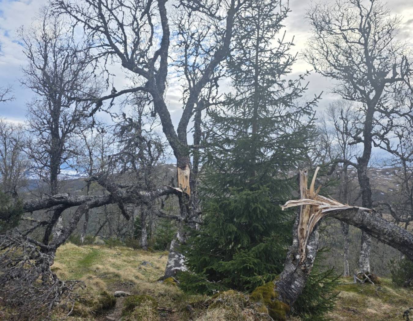 Skykkjeset 