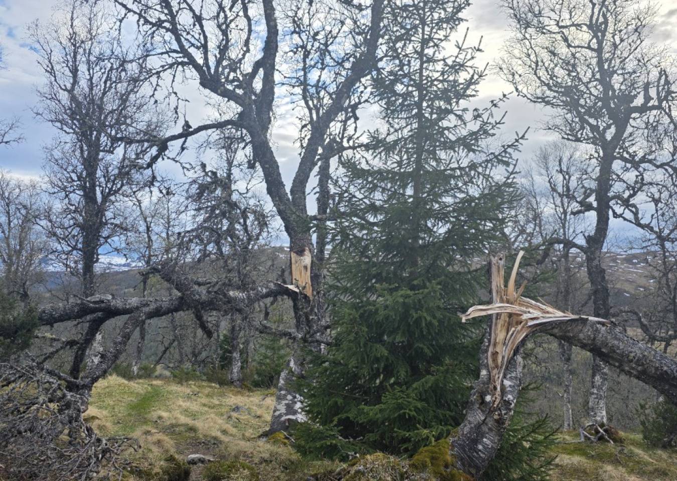 Skykkjeset 